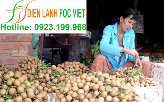 bảo quản nhãn