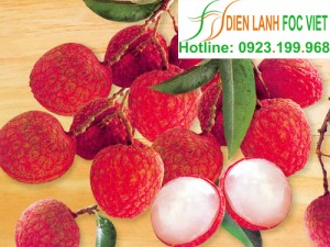 Lắp đặt kho lạnh bảo quản vải thiều bằng công nghệ CAS Lắp đặt kho lạnh bảo quản vải thiều bằng công nghệ CAS