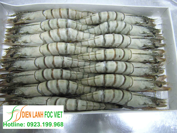 kho lạnh bảo quản tôm