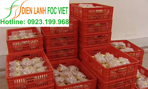 lắp đặt kho lạnh bảo quản thịt