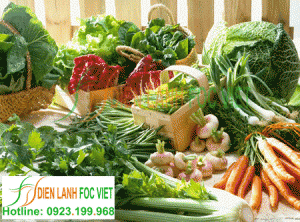 Kho lạnh bảo quản rau sạch Kho lạnh bảo quản rau sạch